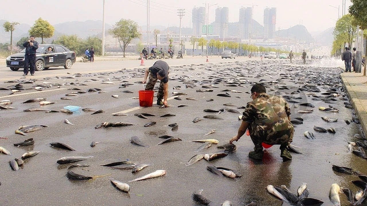 Image do post Why Parts of Brazil Experience the Rare “Fish Rain” Phenomenon