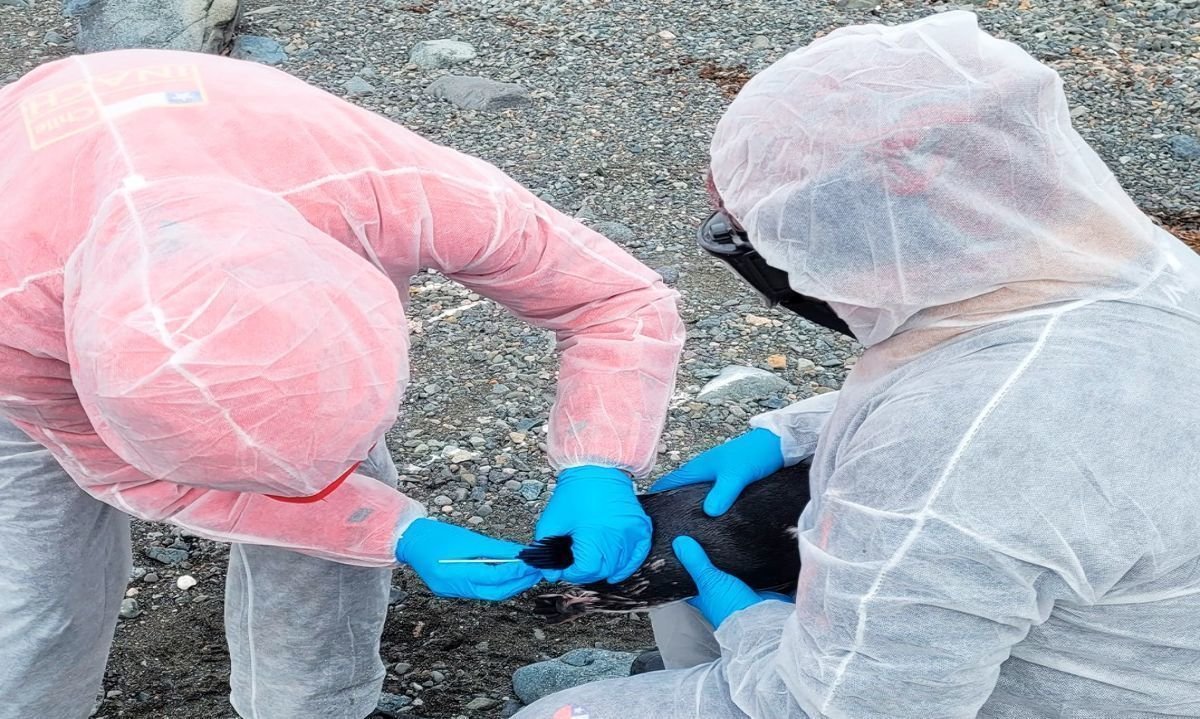 Image do post Avian Influenza H5N1 Confirmed in Antarctica for the Third Consecutive Year, Chilean Scientists Report