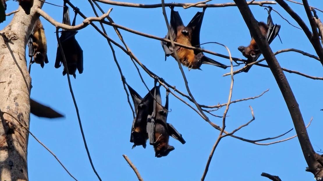 Image do post WHO Assesses Low Risk of Nipah Virus Spread but Strengthens Surveillance in Asia